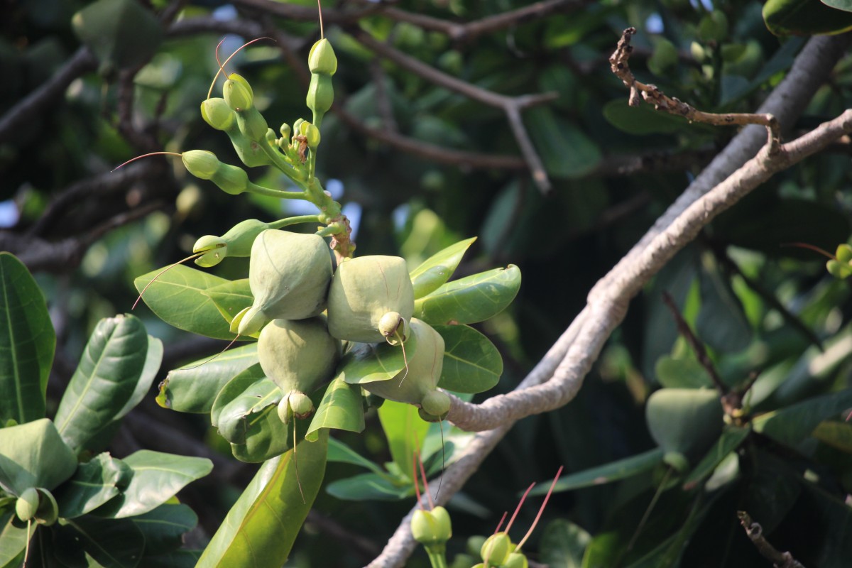 Barringtonia asiatica (L.) Kurz